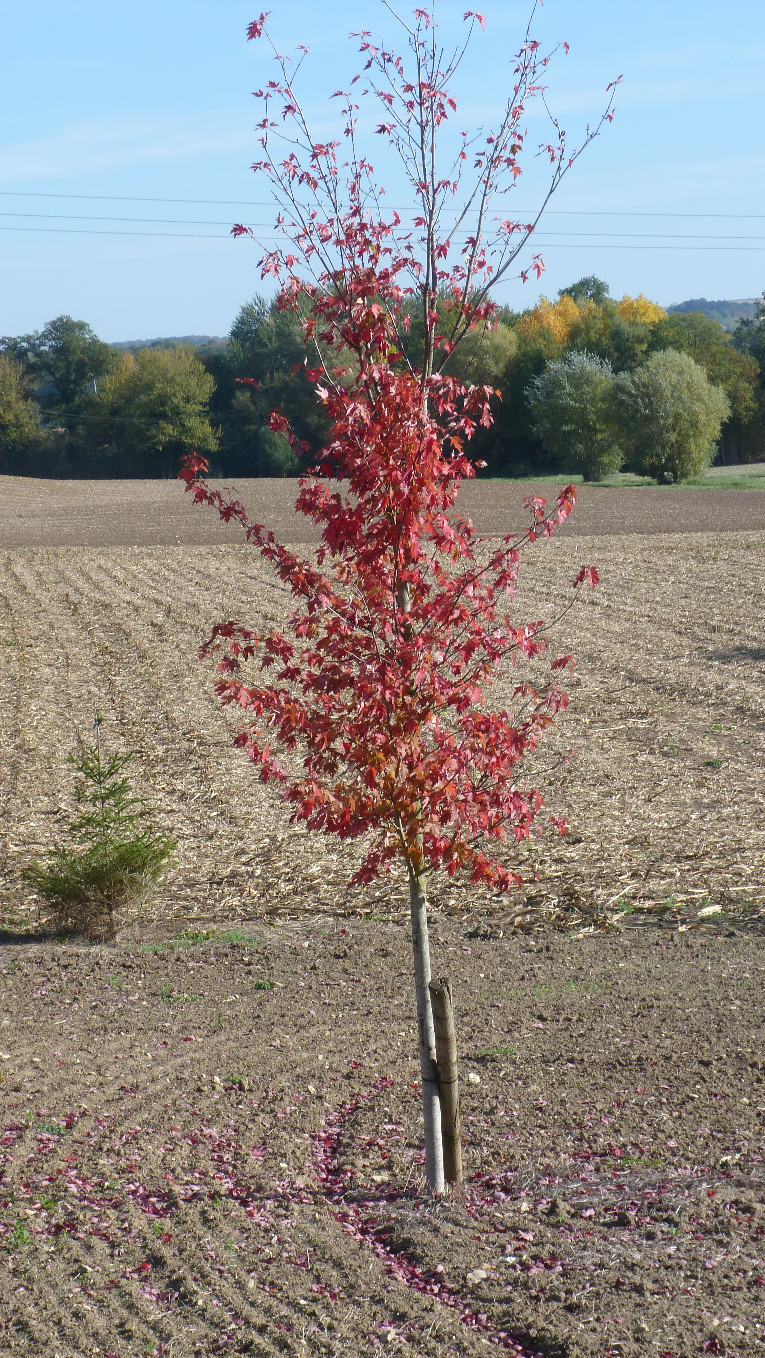 43 - arbres plantés près du terrain de boules (3)