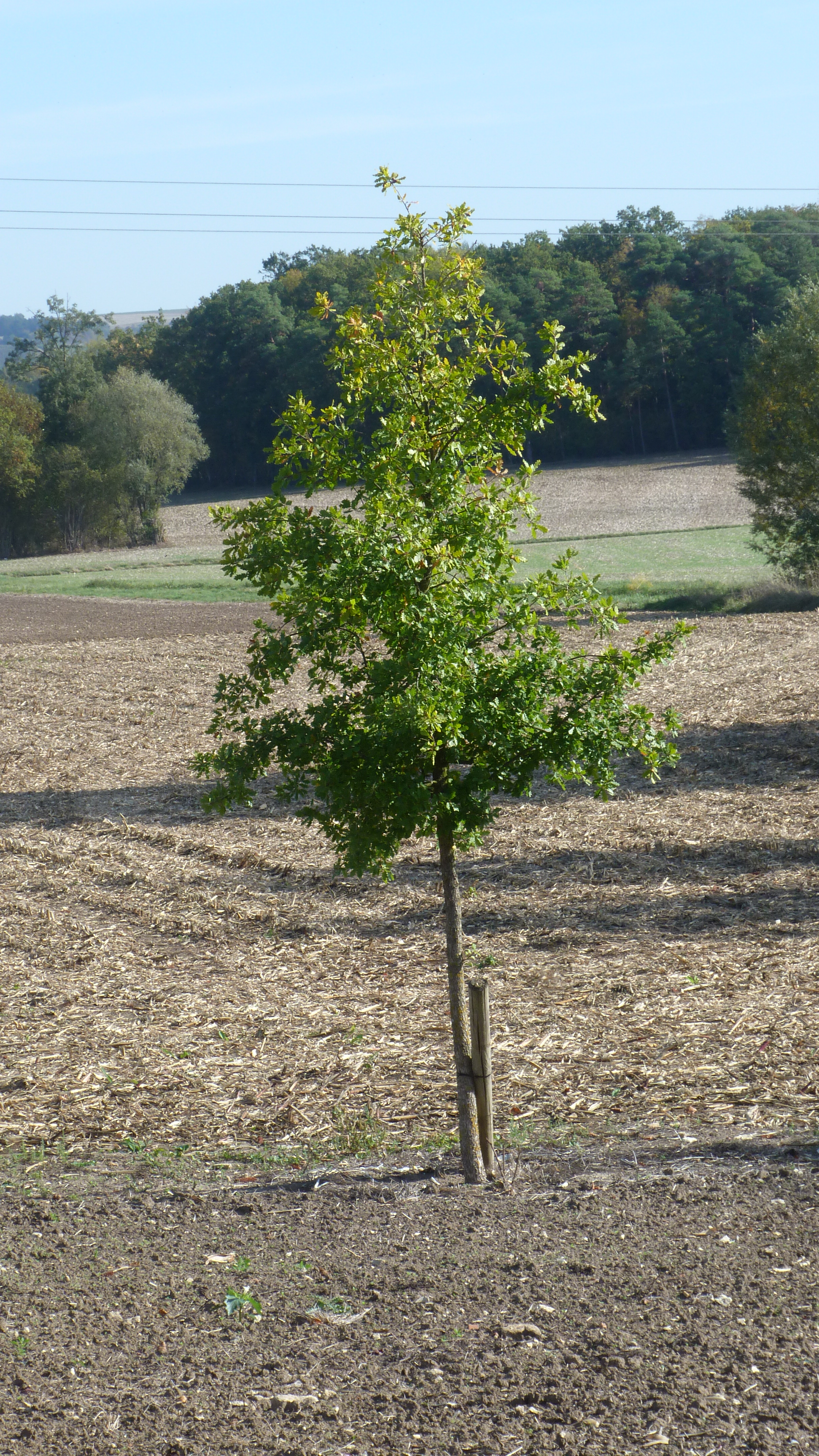 43 - arbres plantés près du terrain de boules (4)