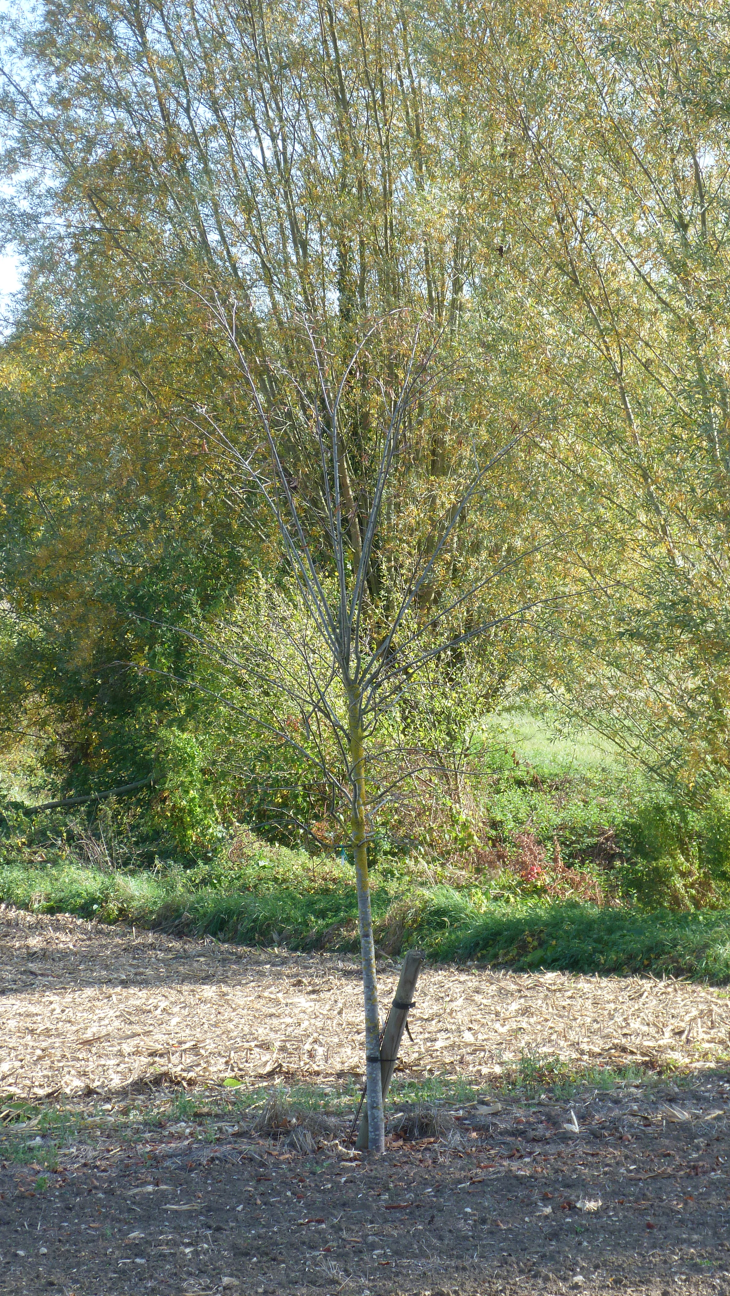 43 - arbres plantés près du terrain de boules (5)